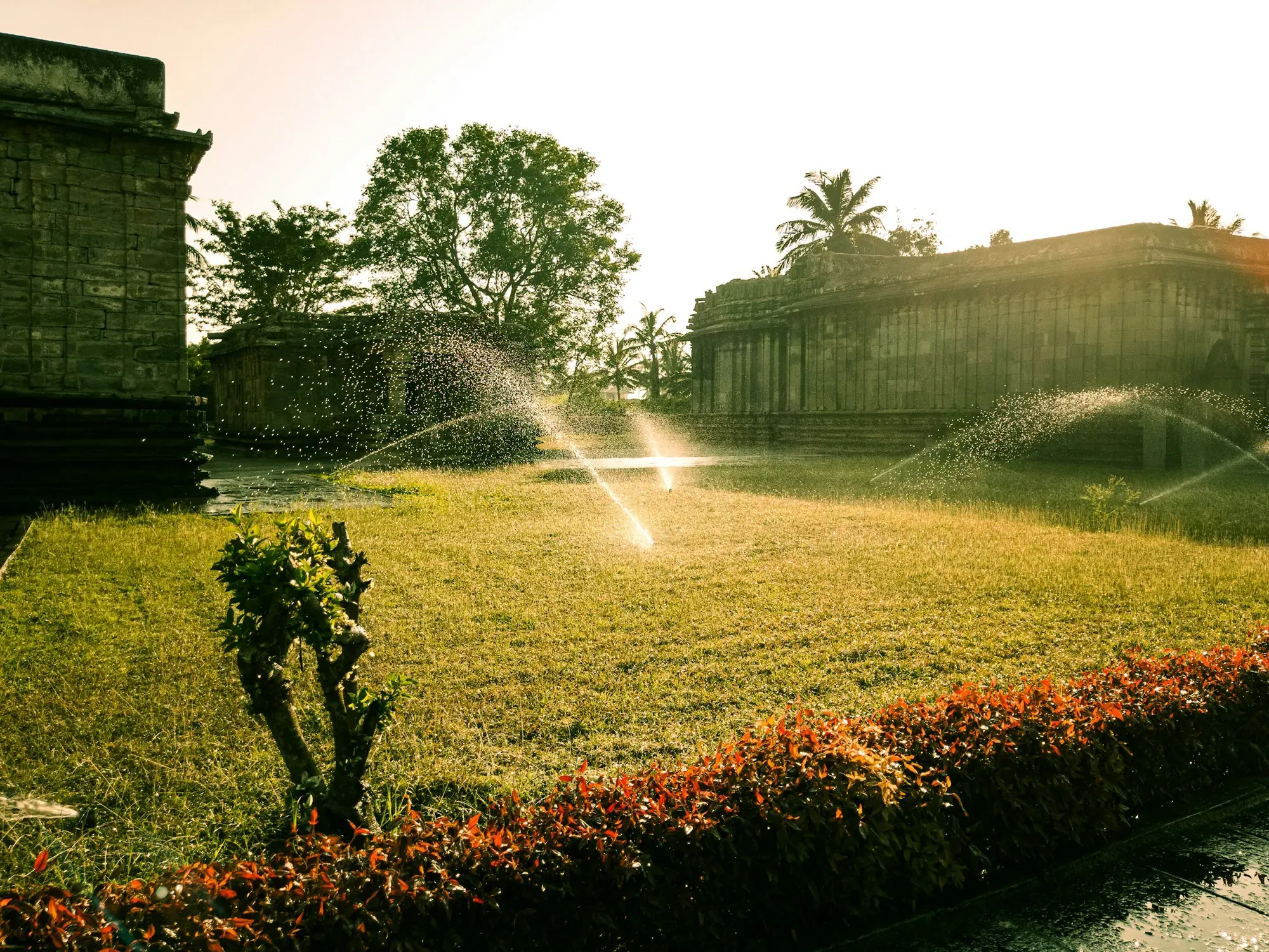 Sprinkler heads watering a lawn beside a trimmed hedge at sunset
