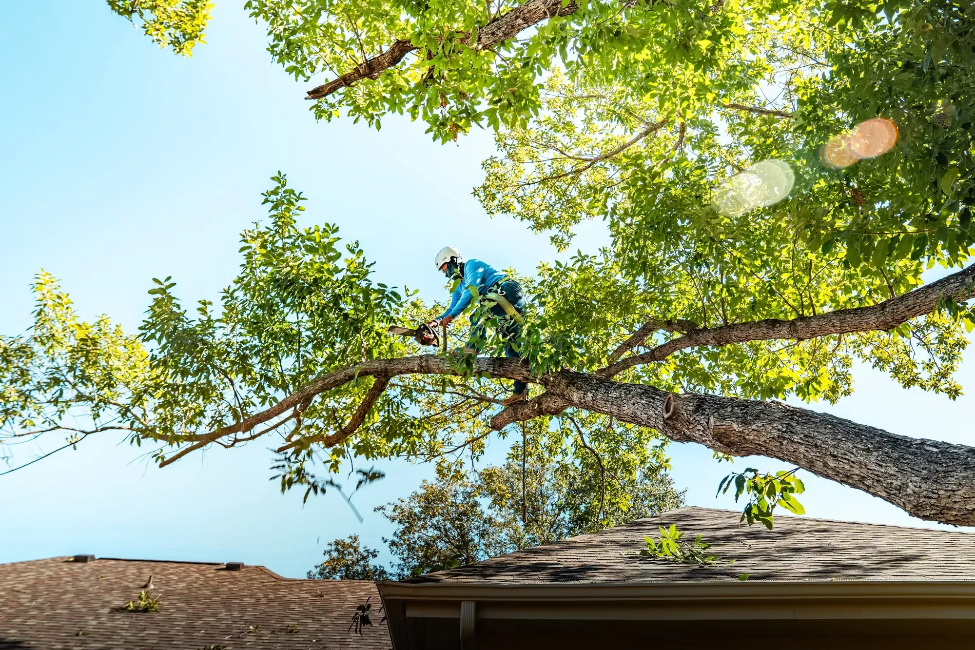 Arborist in safety gear working high in a large tree above a roof